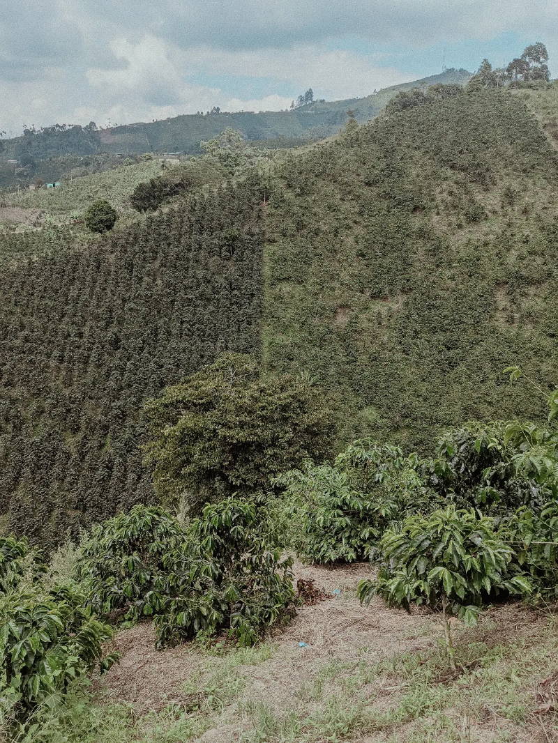 Kaffeeplantage, Kaffeelandschaft in Huila, Kolumbien