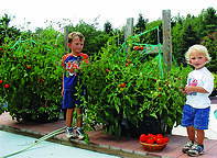 Kids picking tomatoes from an EarthBox