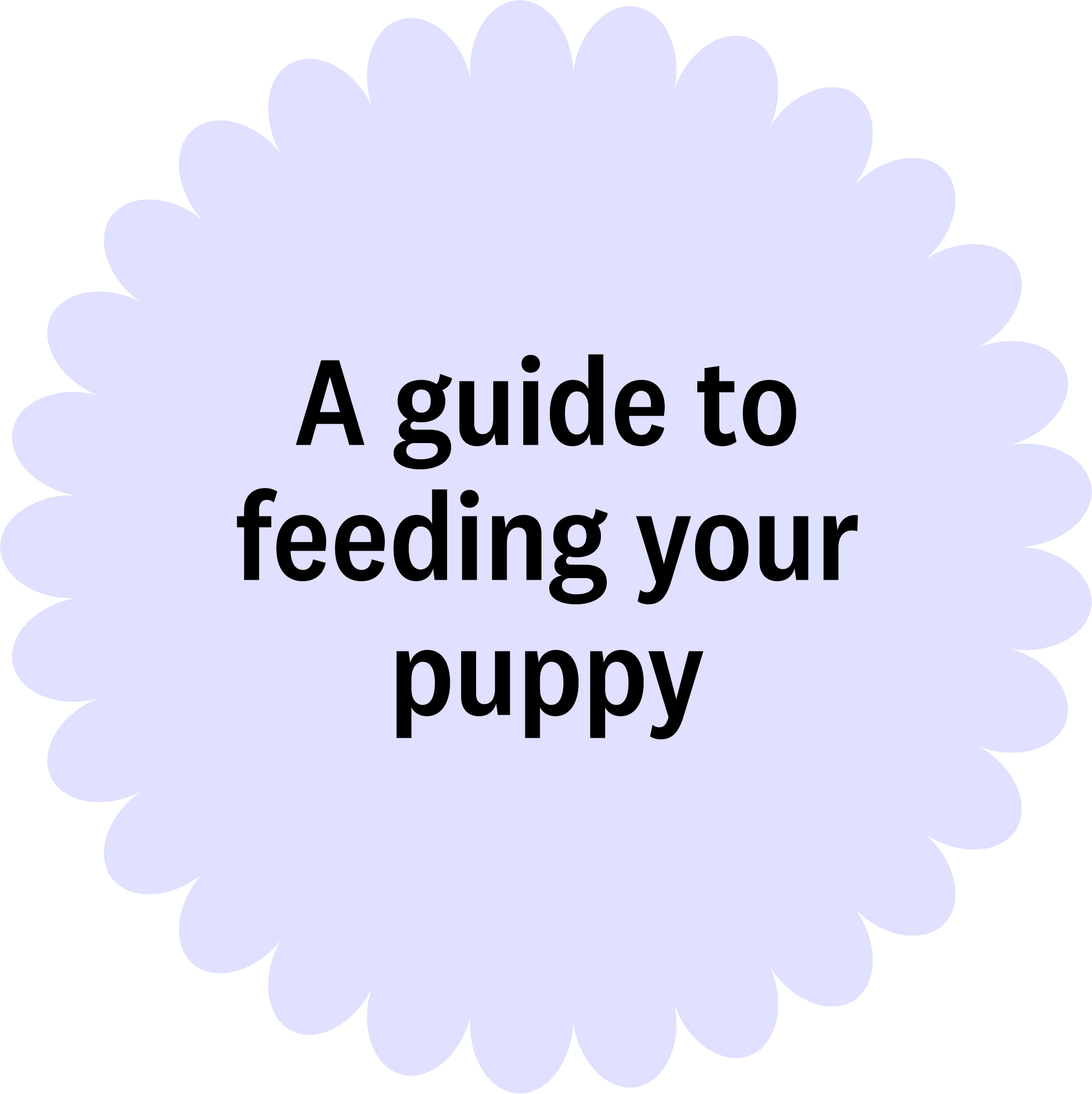 A guide to feeding your puppy