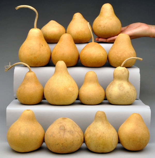 Medium Mini Gourds