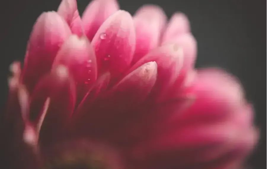 Pink flower macro photography