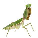 Praying Mantis