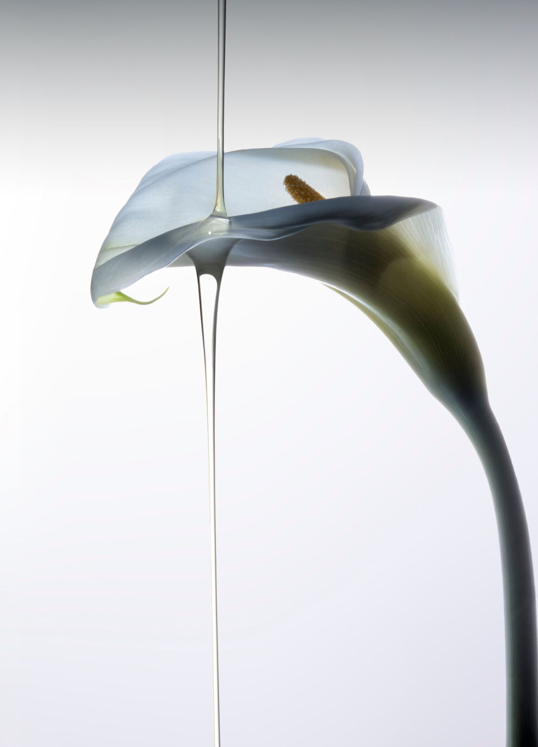 A close-up of a delicate calla lily flower with a droplet.
