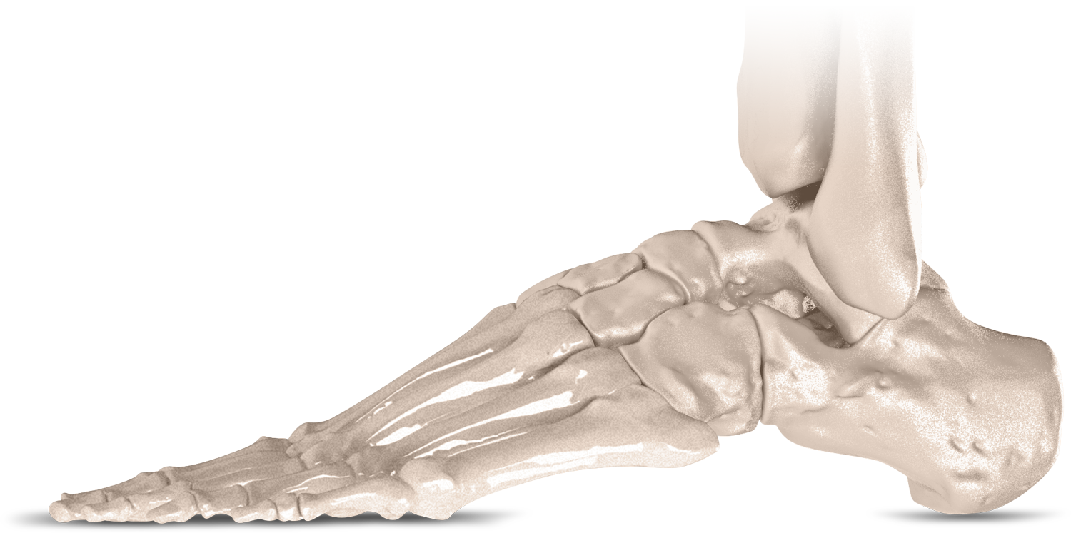 Ankle joint - complex anatomy keeps us on the move