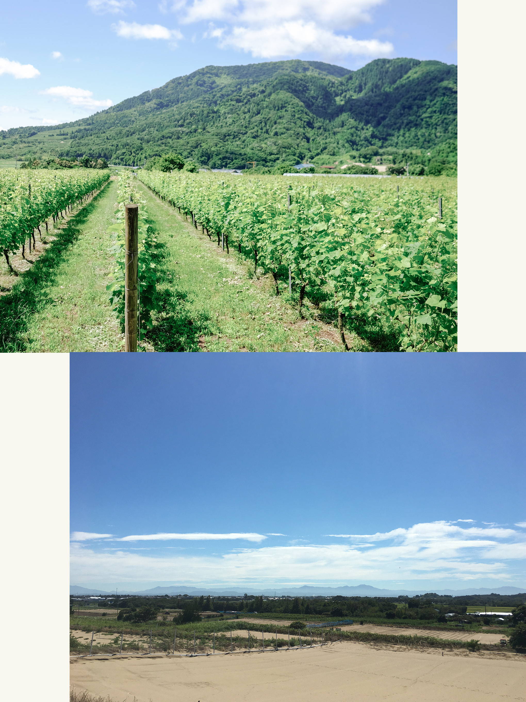 新潟ワインコーストの魅力、小林さんのブドウ作り・ワイン造りとは？
