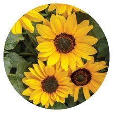 Up close photo of Suncredible® Yellow Sunflowers