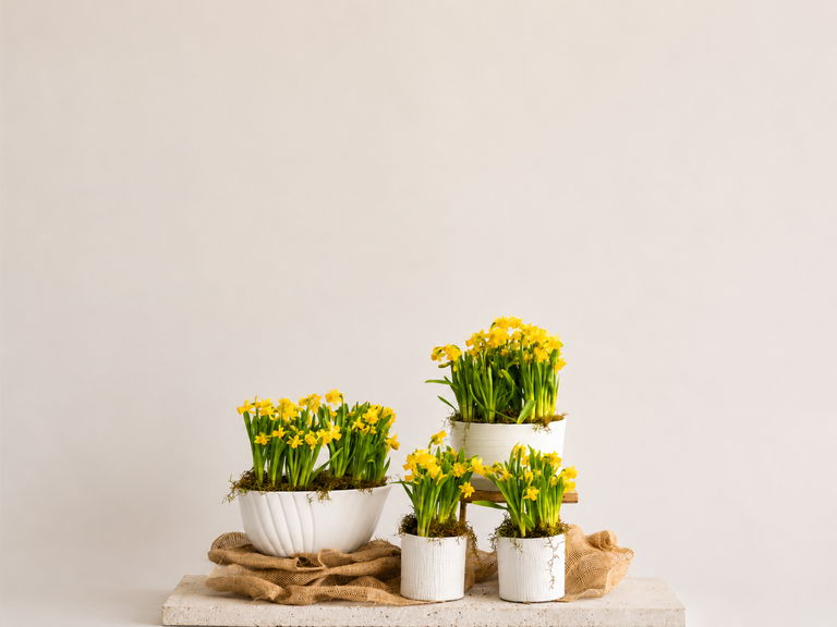 Daffodil