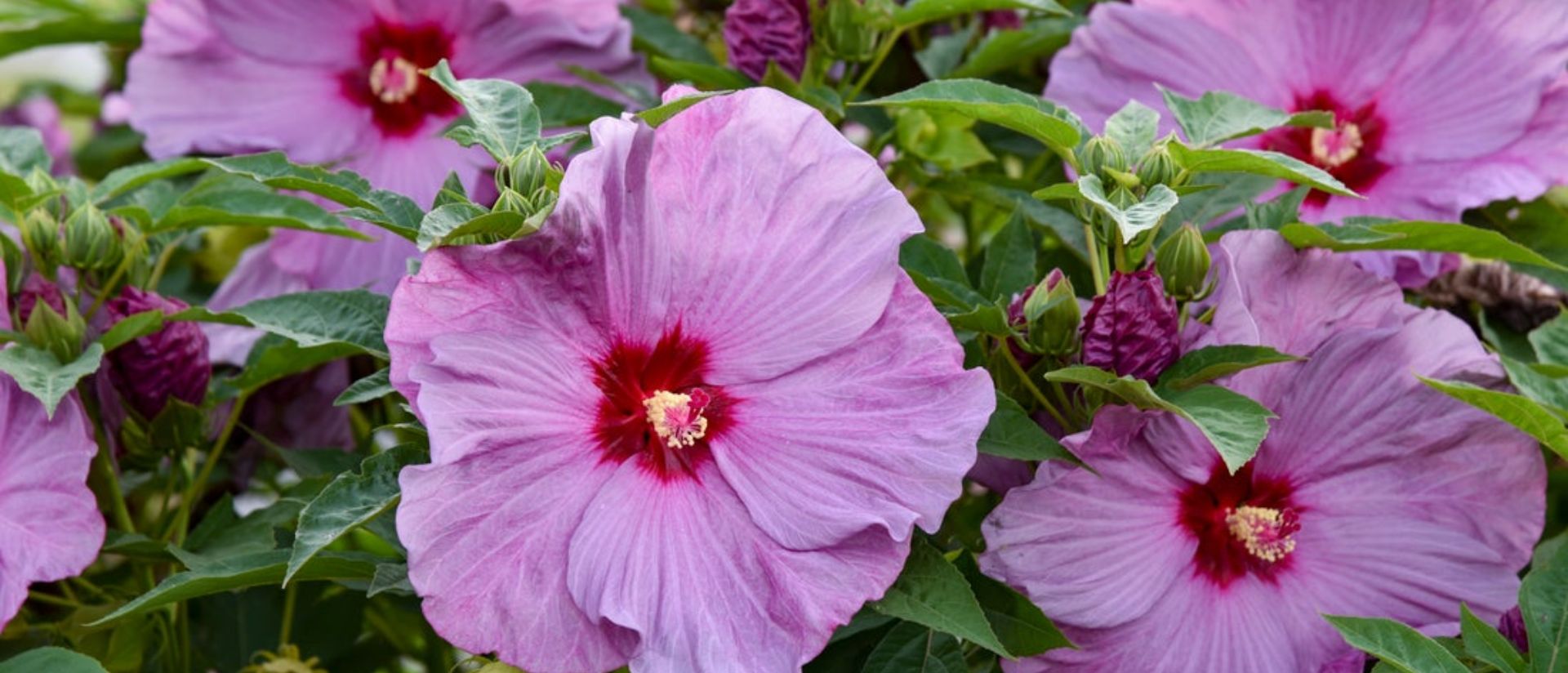 Photo of Summerific® 'Lilac Crush' Rose Mallow