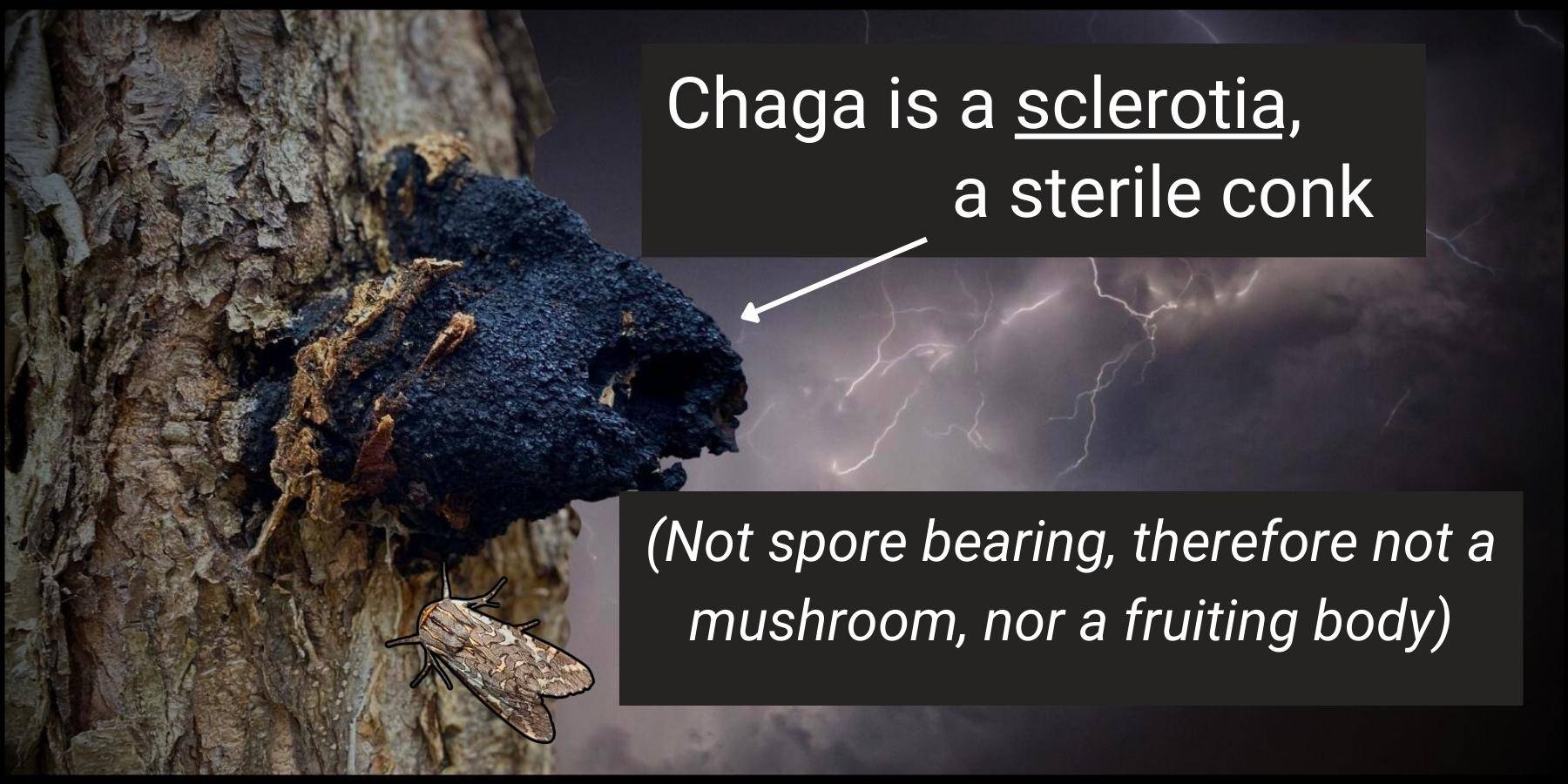 Chaga sclerotia, difference between mushroom, fruiting body, mycelium, and sclerotia,