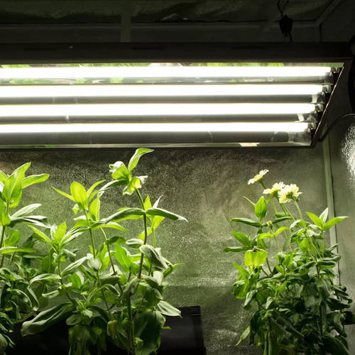This T5 grow light is the perfect height to grow flowers.