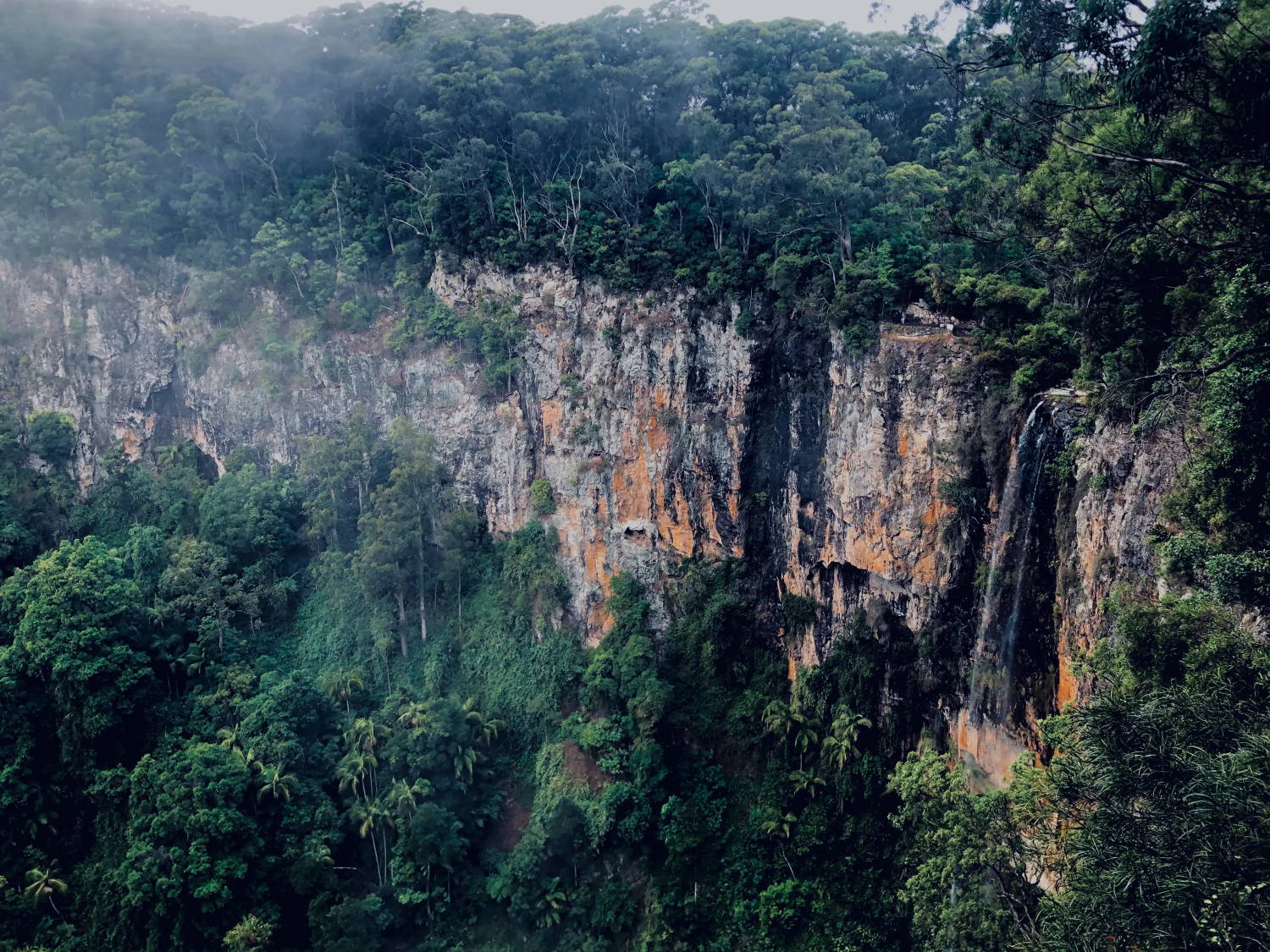 Overhead shot of a rainforest nestled into the side of a cliff