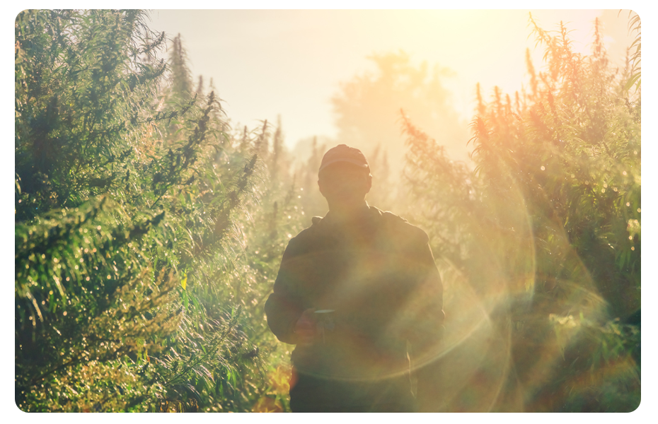 Person walking through field of Hemp plants