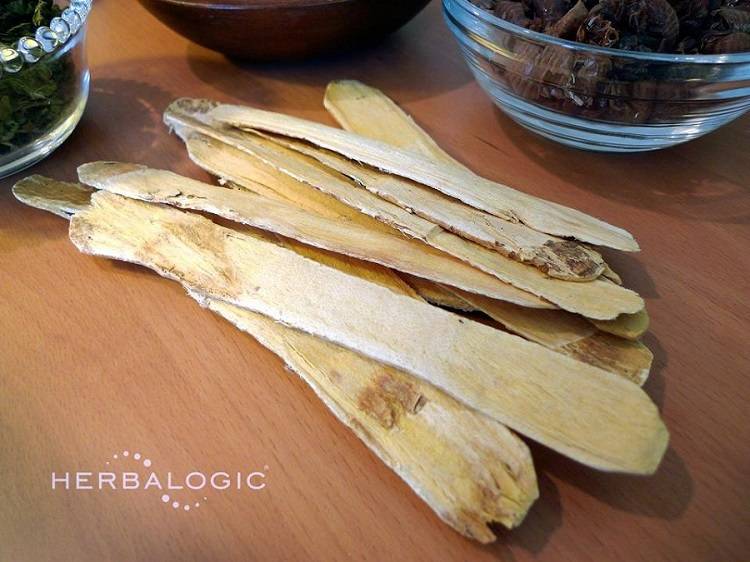 Cut astragalus root looks like balsa wood