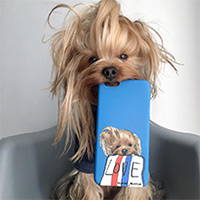 yorkie custom pet pop art