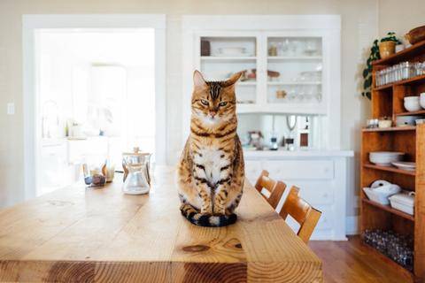 Support cat gut health by making nutritional changes in your cat's diet. 