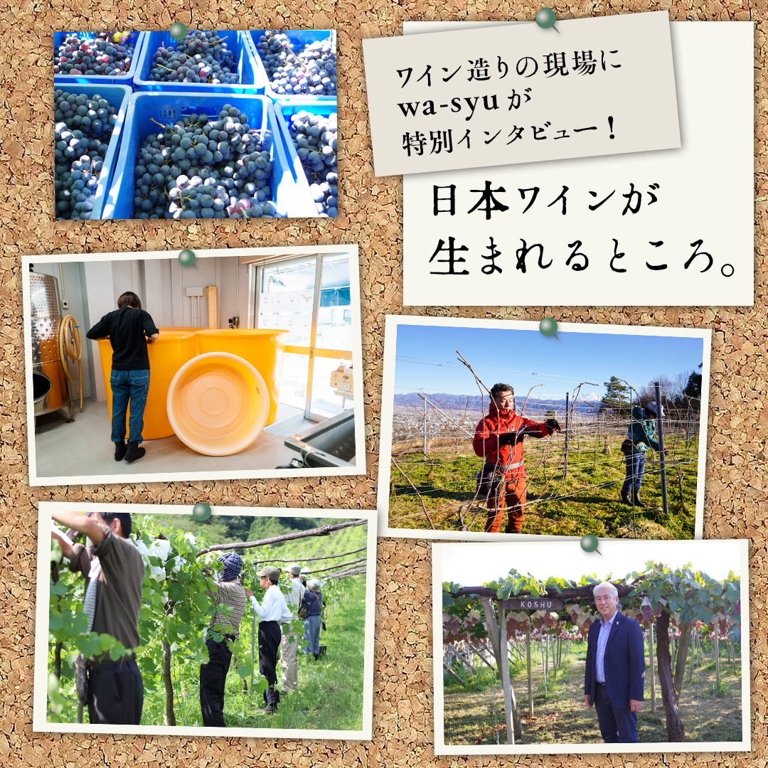 シリーズ・日本ワインが生まれるところ。ワイン造りの現場にwa-syuが特別インタビュー！