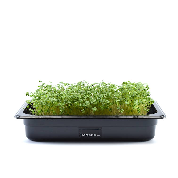 Fully grown homegrown broccoli microgreens in a grow tray.
