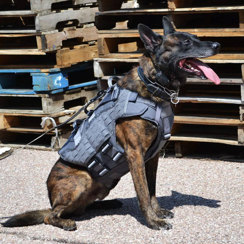 Police dog wearing the Nomad Ballistic Body 