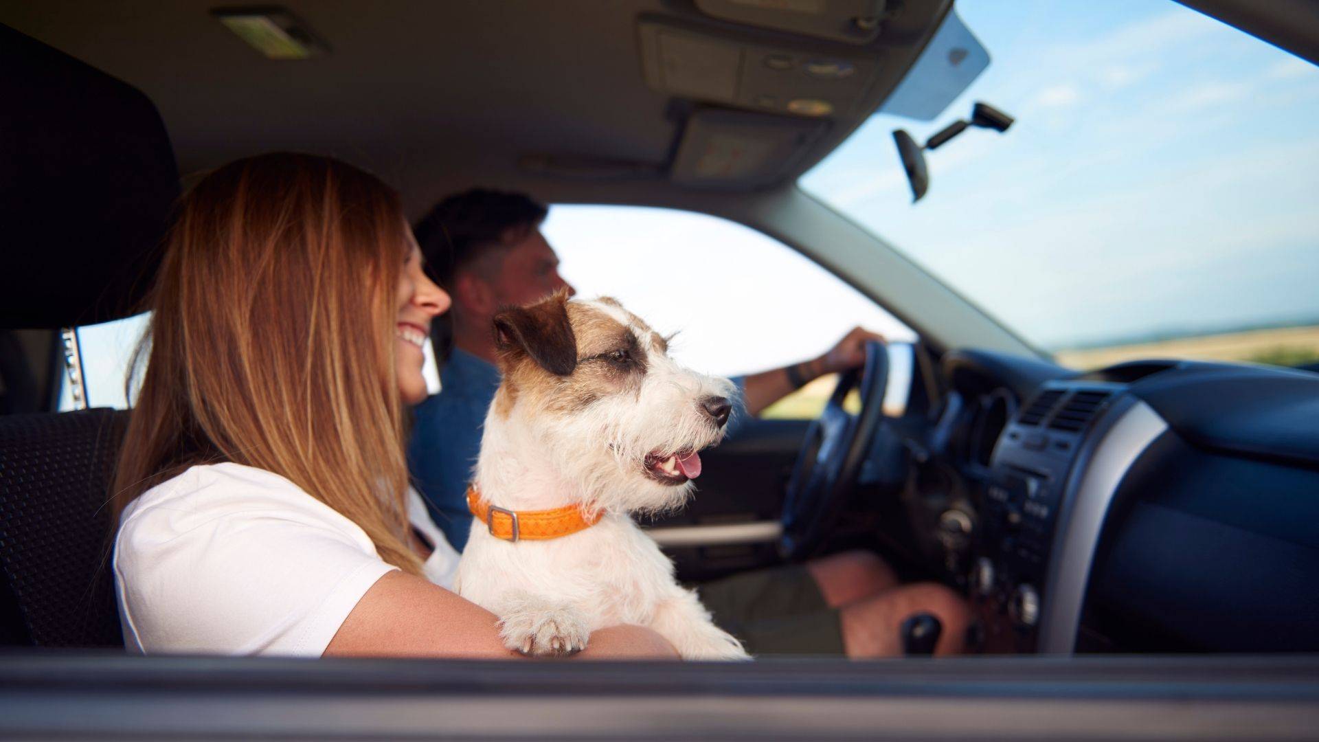 road trip with dog