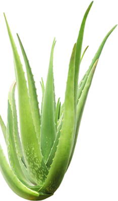 Aloe