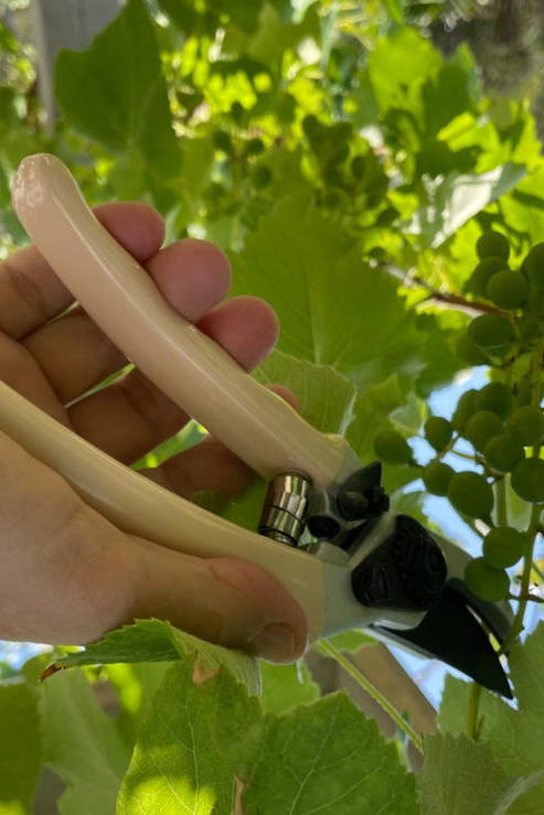 A hand holding pruning shears among green grape leaves.