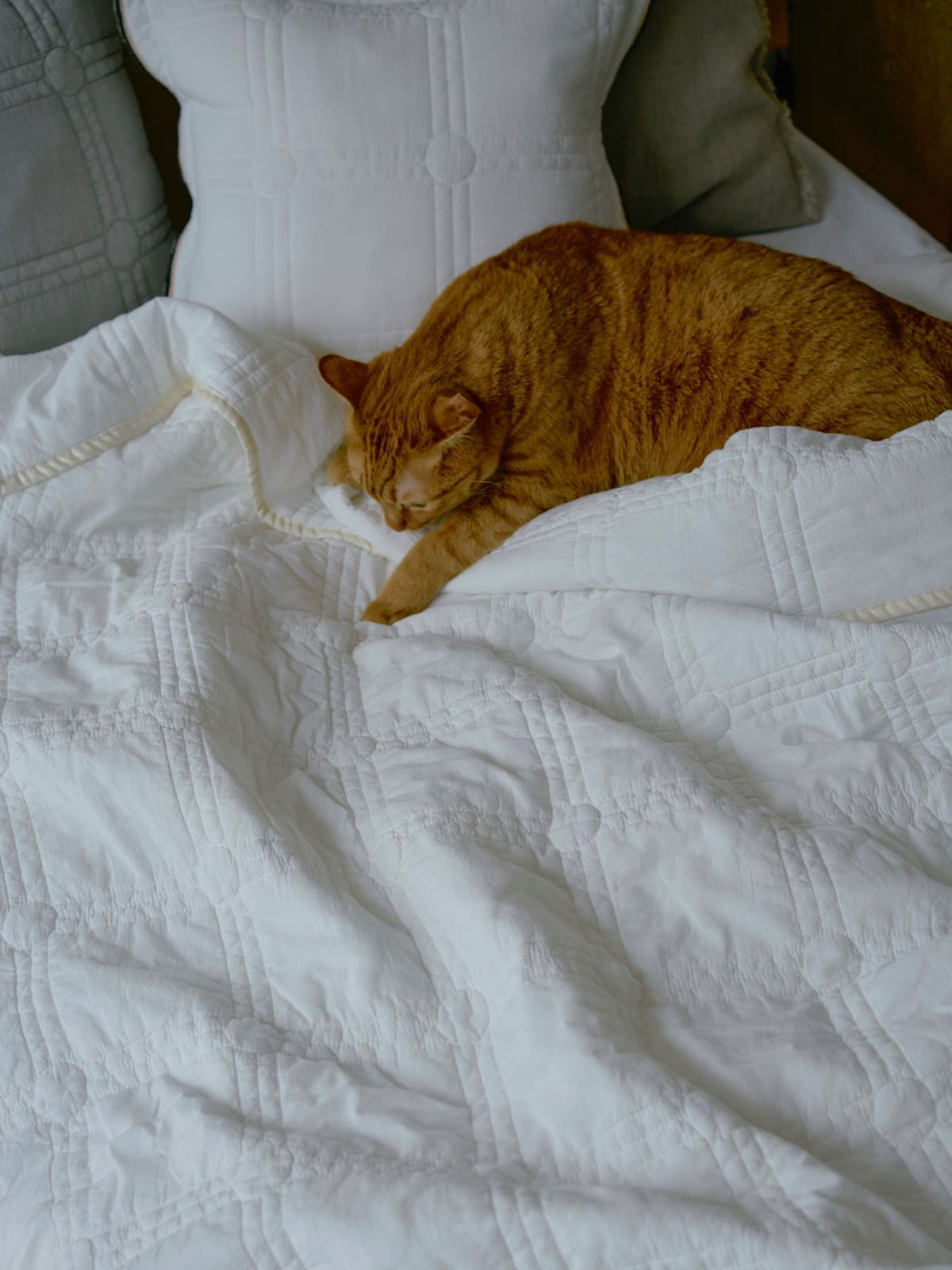 An orange cat sleeping on a white blanket with pillows.