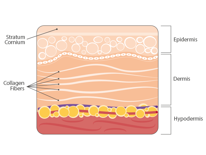 Hair Follicle Diagram