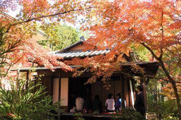 【千葉】成田山公園：紅葉に囲まれながらお茶会を堪能！