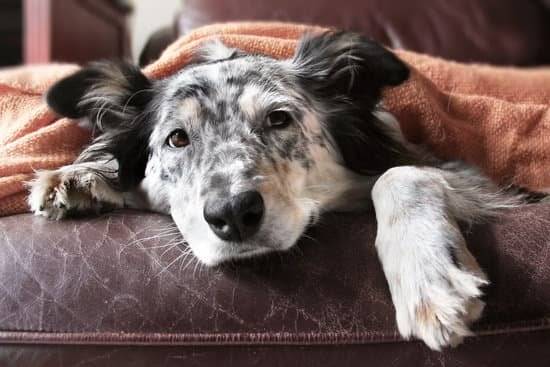 An Australian Shepherd lays under a beige blanket on a cushion