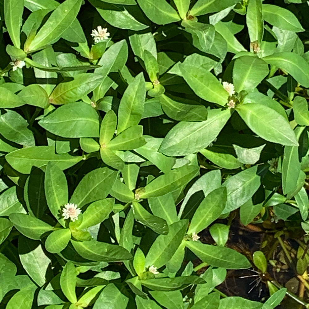 alligator-weed