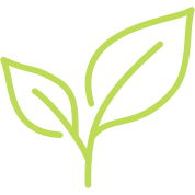 Turmeric Leaf Icon