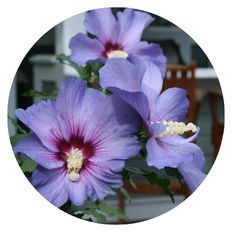 Pollinating Shrubs, Azurri Blue Satin® Rose of Sharon