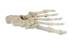 foot bone image