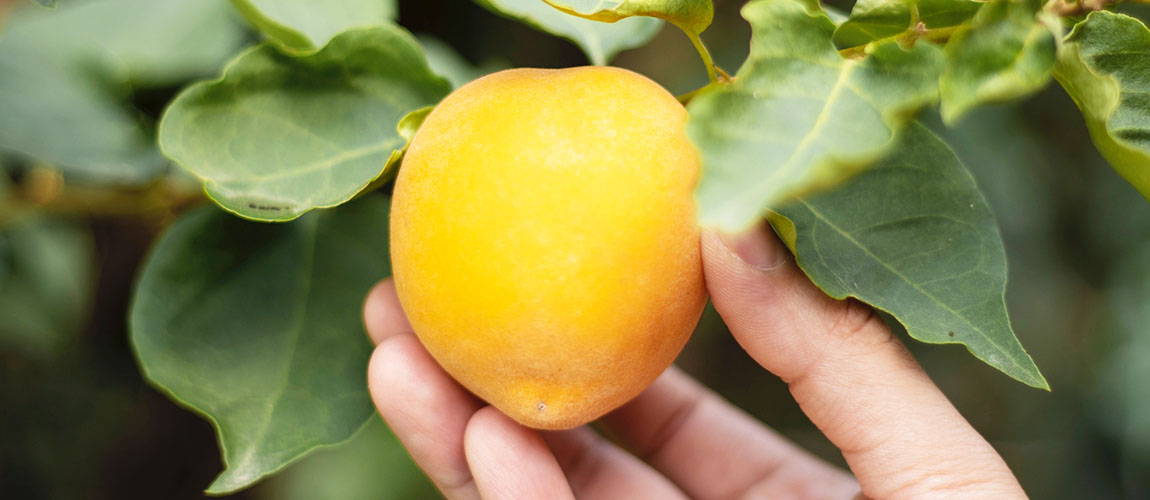High Quality Organics Express Lemon Tree