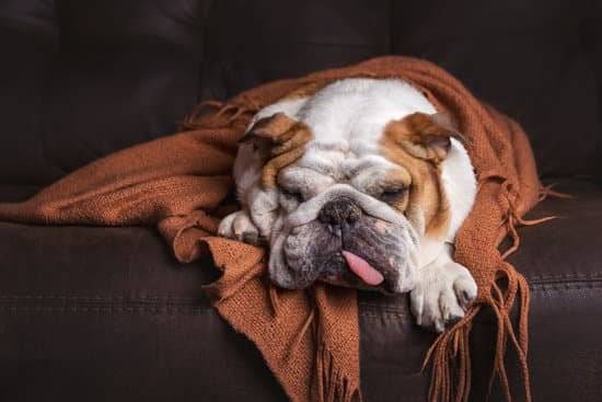 A brown and white bulldog laying on a brown leather couch under a brown blanket 