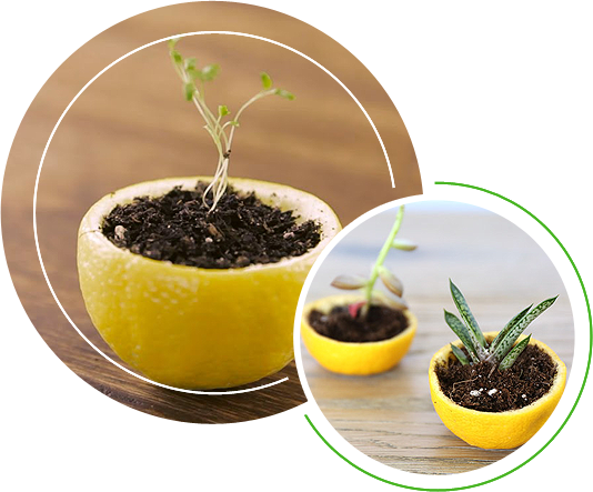 Plants sprouting from a lemon rind