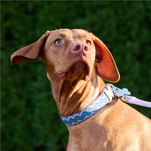 A brown dog with floppy ears looking to the side.