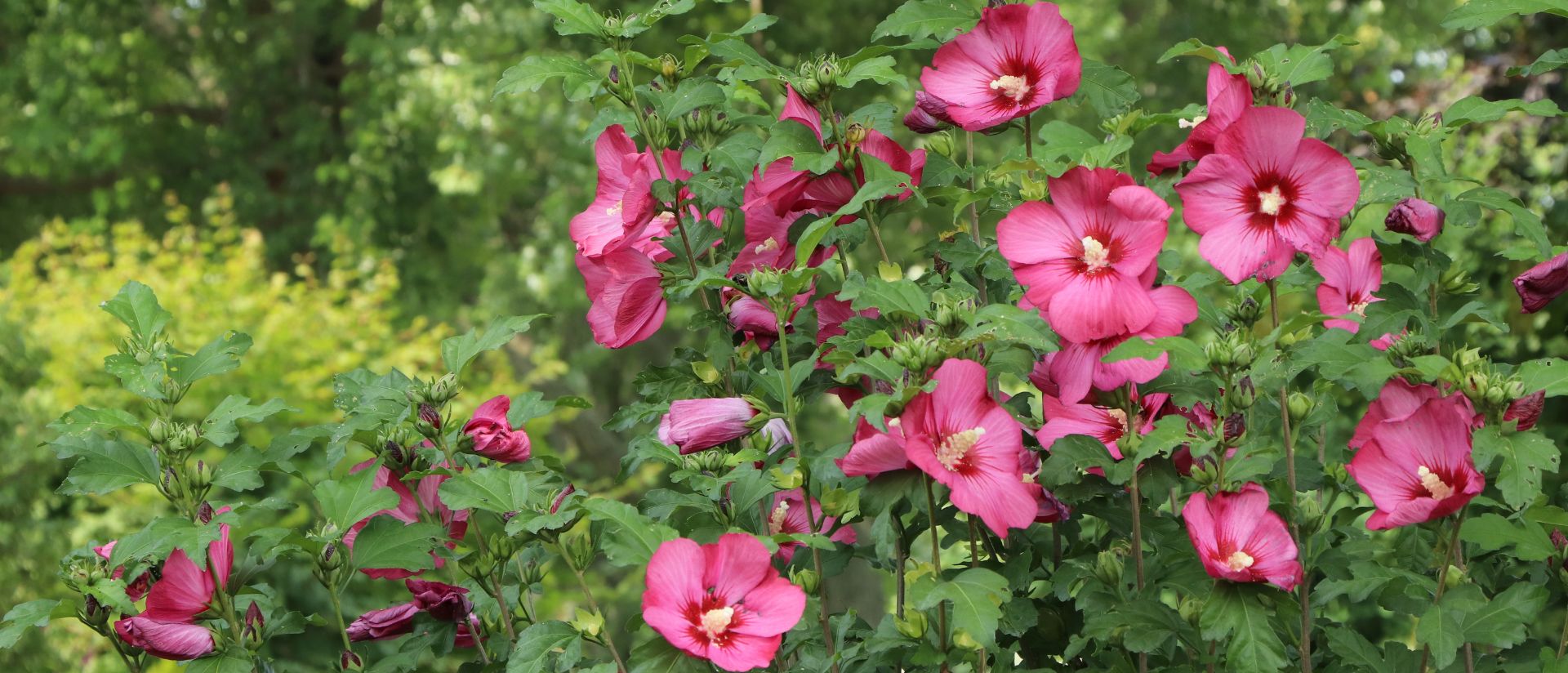 Photo of Paraplu® Red Rose of Sharon
