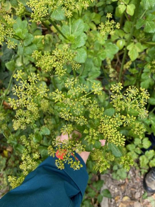 alexander pollen spring foraging