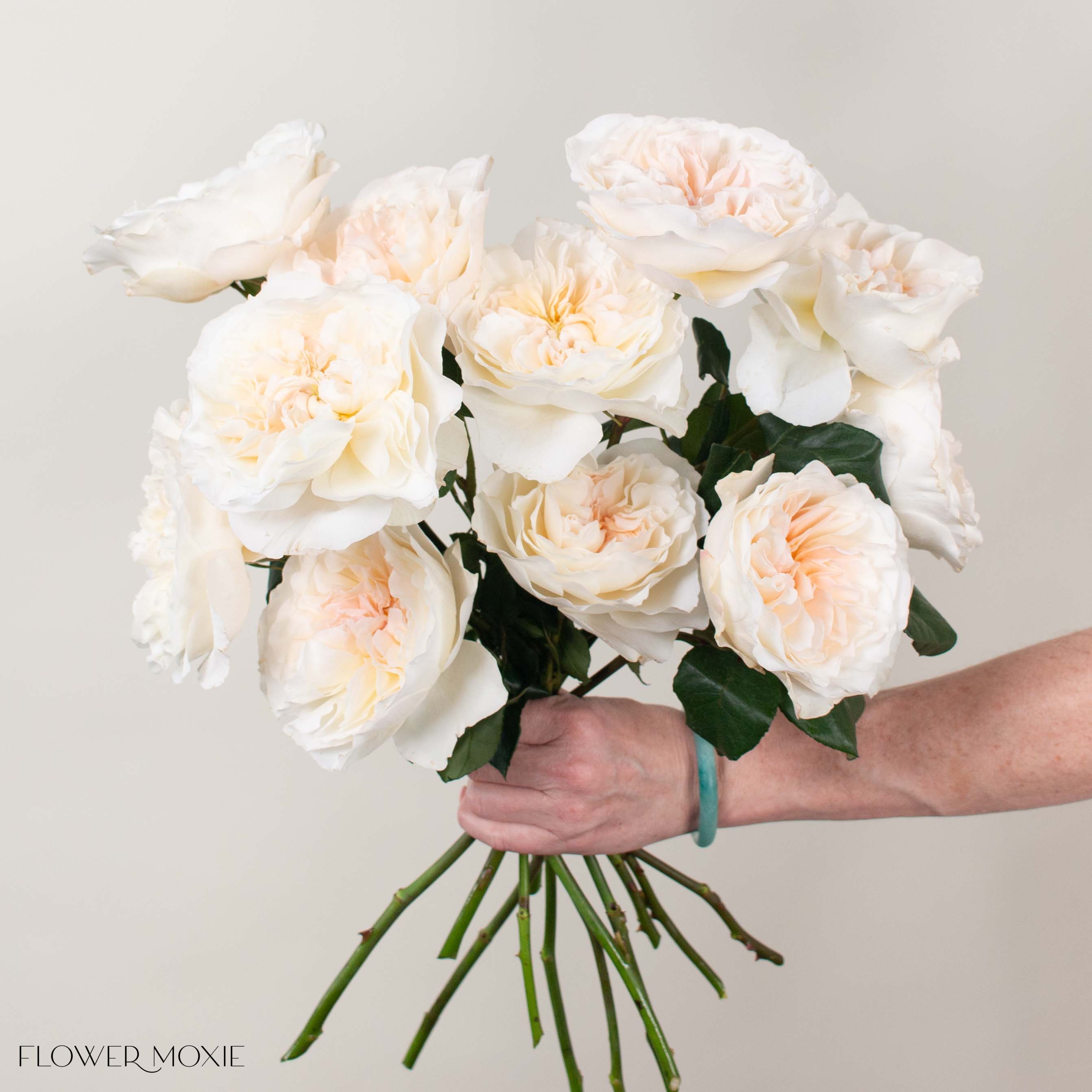 Eugenie Peachy Cream Garden Rose