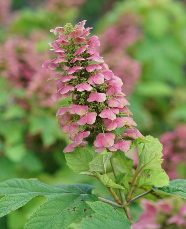 Photo of Gatsby Pink® Oakleaf Hydrangea
