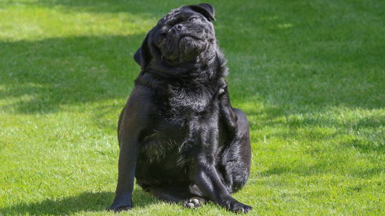 small black pug sitting on grass and scratching ear