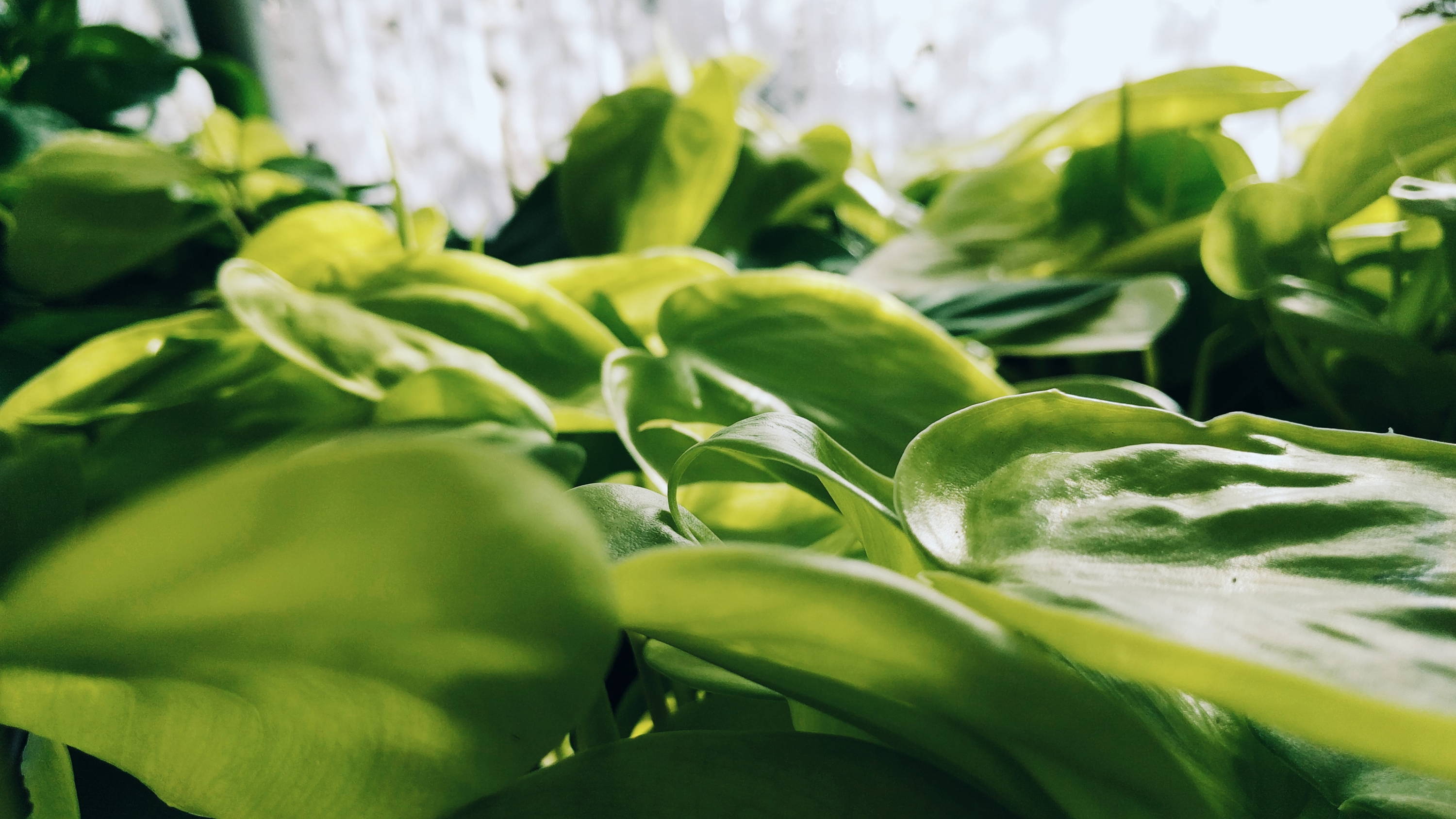 The Philodendron Rio: A Houseplant for All Levels