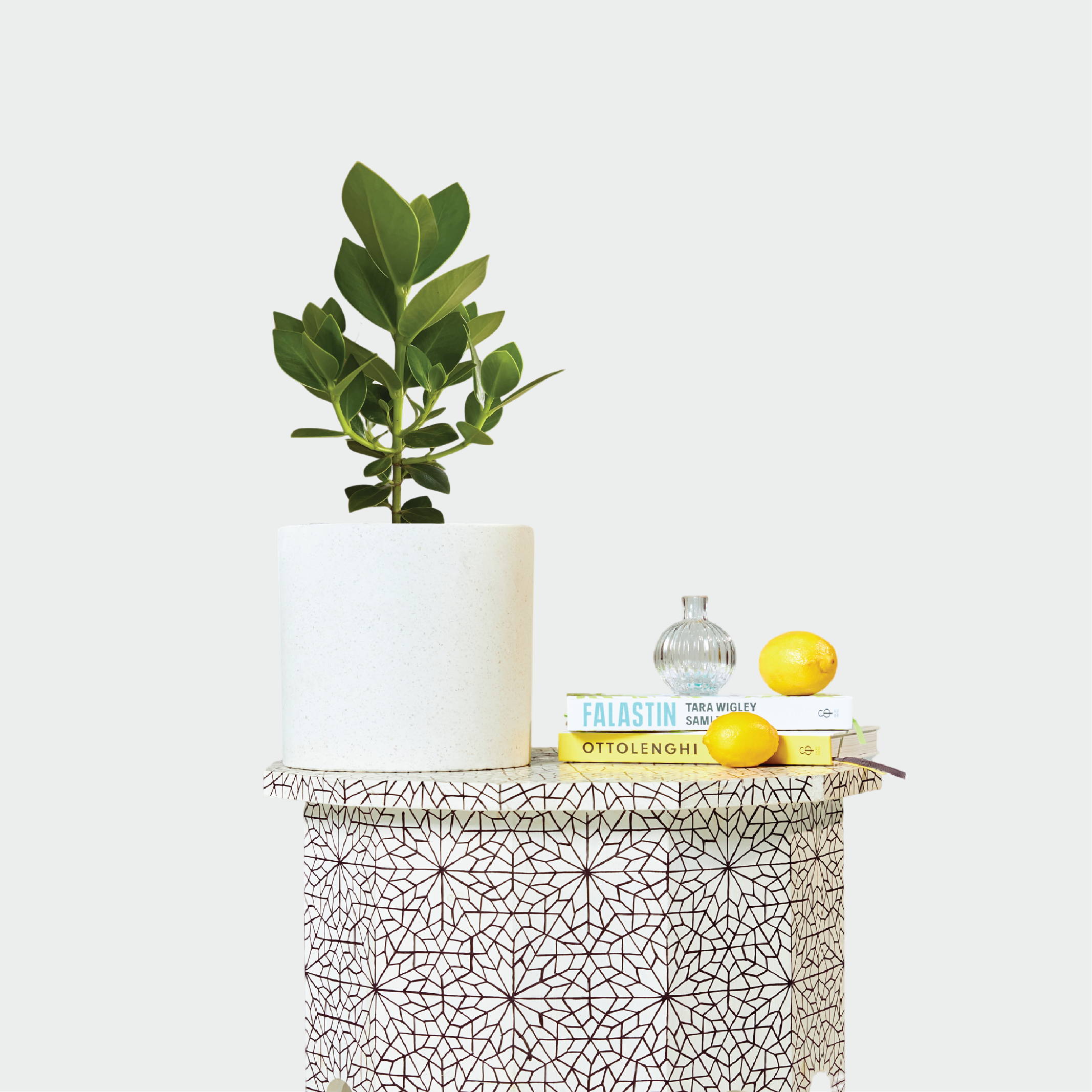 Autograph Tree in Jardin Terrazzo Pot White on Morocco table at The Good Plant Co