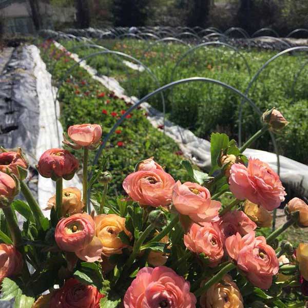 Flowers in a farmed field