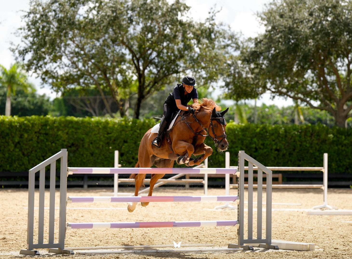 Equestrian Lifestyle Image