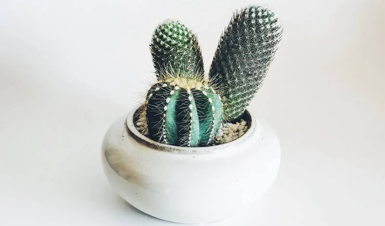 Three cacti sit in a bowl together.