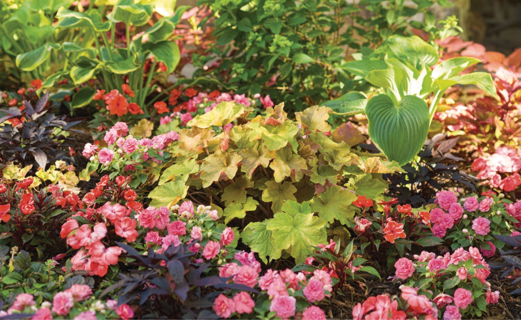 Garden photo of Dolce® Apple Twist, ColorBlaze® Sedona Sunset®, Double Up™ Pink, Sweet Caroline Upside™ Black Coffee