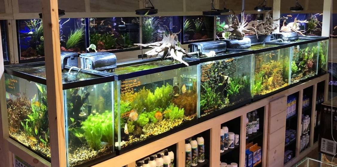 Wholesale Aquarium Plants For Sale 