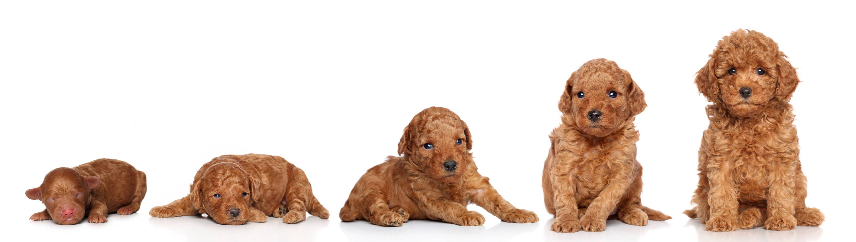 Bringing a Puppy Home | Bone Idol Puppy Guide | Cockerpoo Puppy